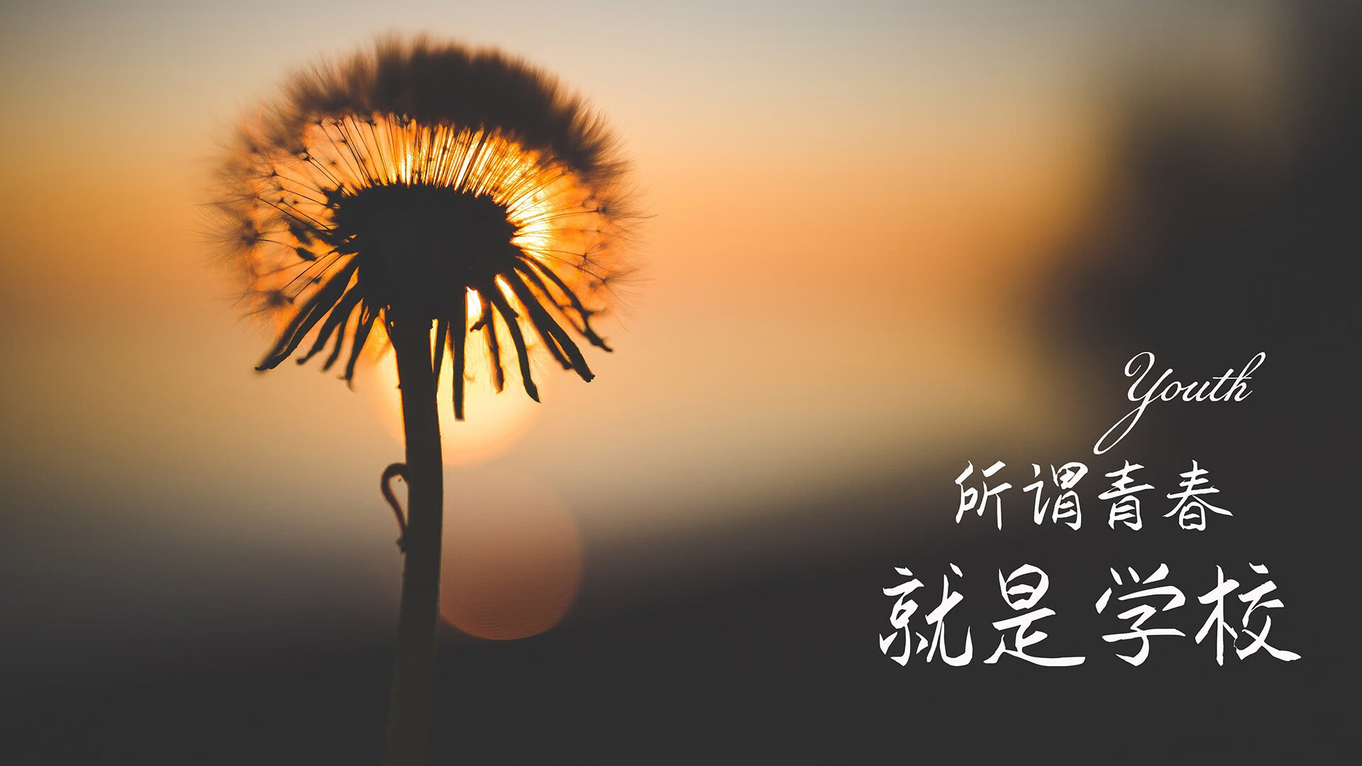 赛事现场粉丝互动不断，志愿者服务周到，志愿者协会视频
