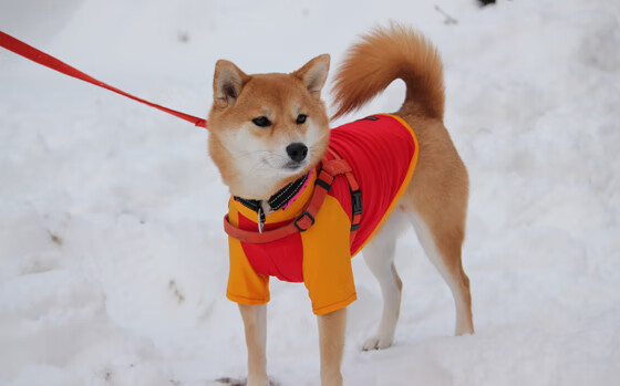 “举重赛事:高新体育中心赛场见证选手不屈的意志与爆发力”