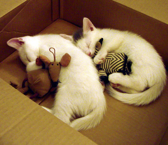 罗马尼亚队在国际乒联混合团体世界杯中的表现与战略,罗马尼亚乒乓球混双排名