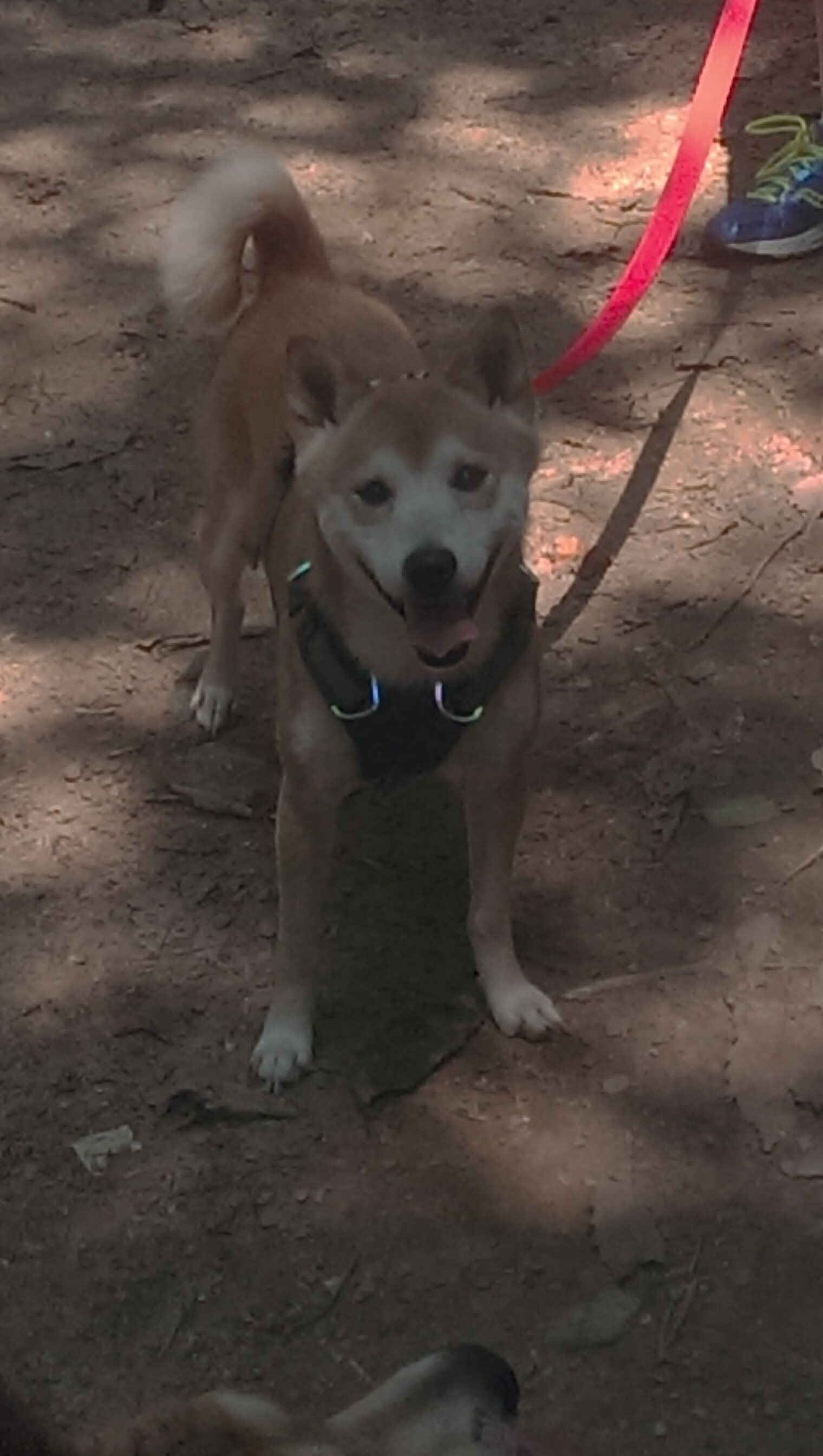 AYX GAMING-特斯·冯·迪克：南非队的中场发动机，传球精准一气呵成